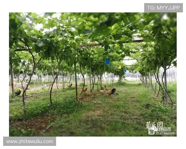 京葡萄官网app最新版本下载安装指南，全面提升您的葡萄购买体验